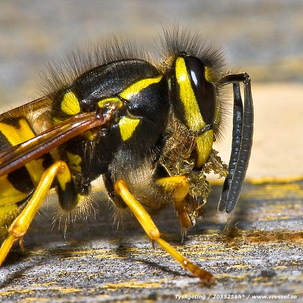 Vespula germanica