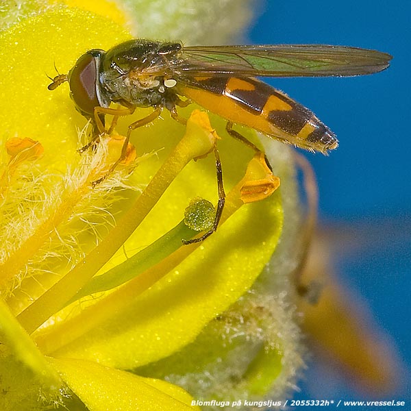 Blomfluga