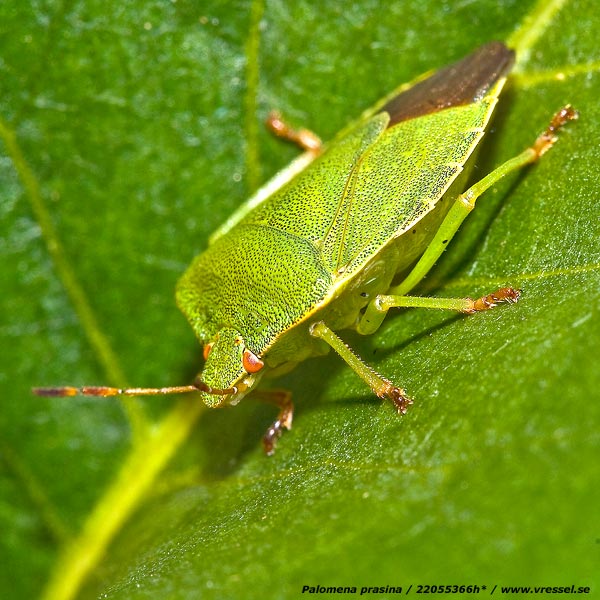Palomena prasina