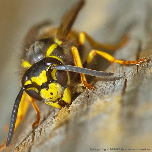 Vespula germanica