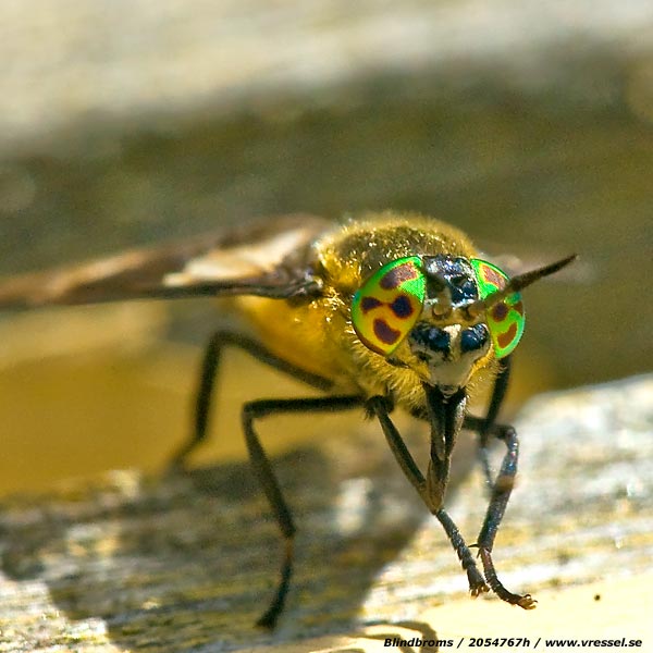 Chrysops relictus