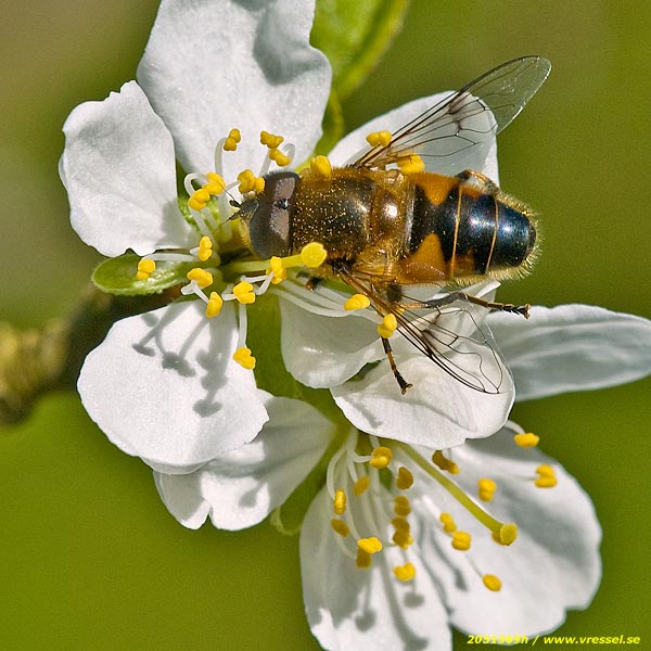 Blomfluga