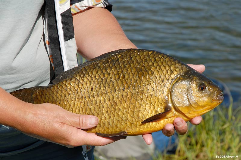 En ok&auml;nd fisk