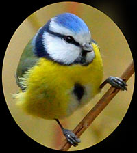 bluetit