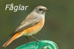 Till fågelbilder