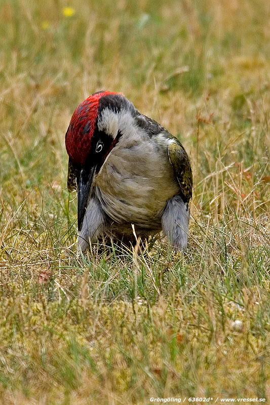 Gr&ouml;ng&ouml;ling