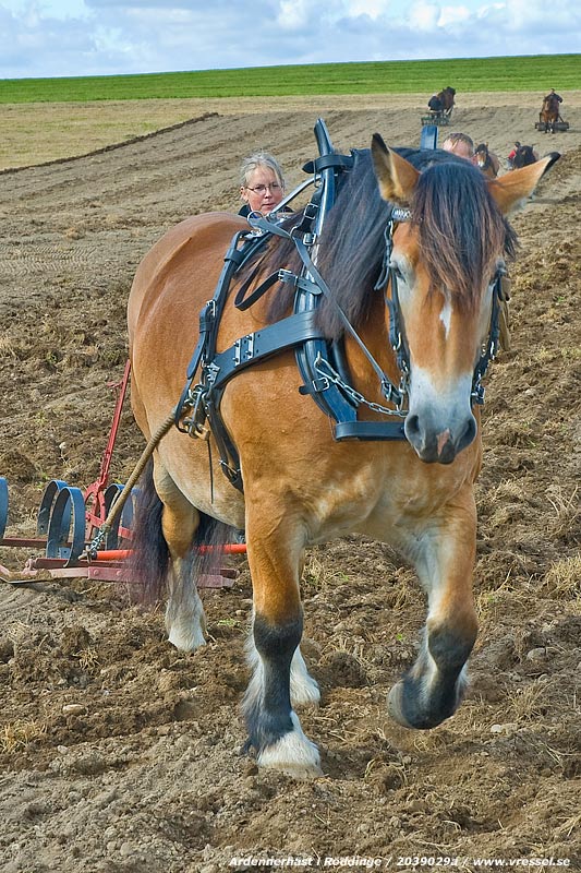 Ardennerh�st i arbete.