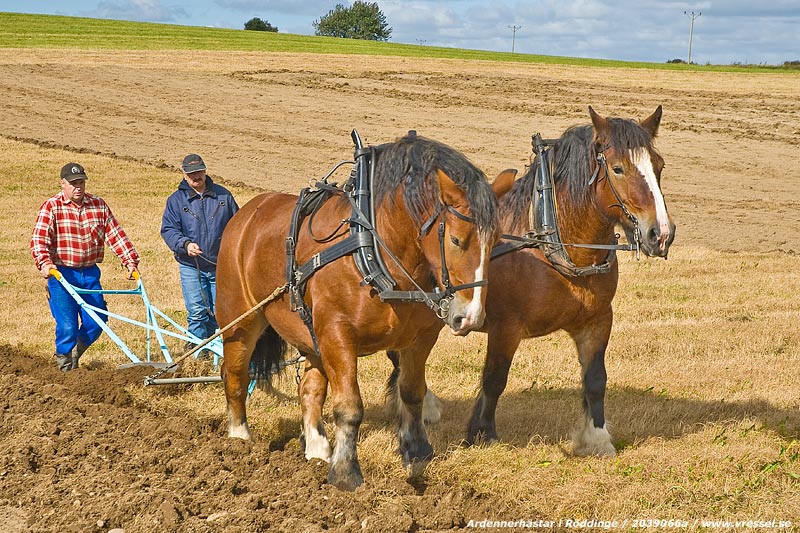 Ardennerh�star i arbete.