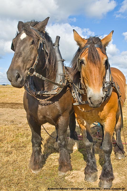 Ardennerh�star i R�ddinge.