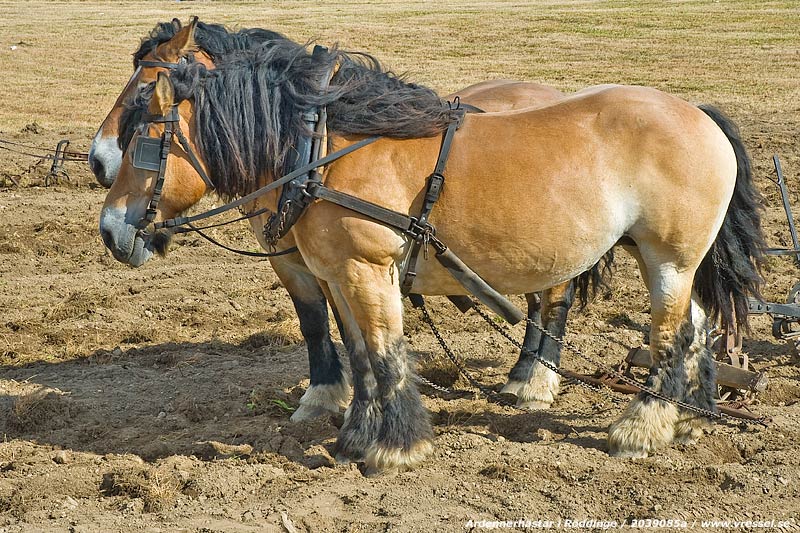 Ardennerh�star i R�ddinge.