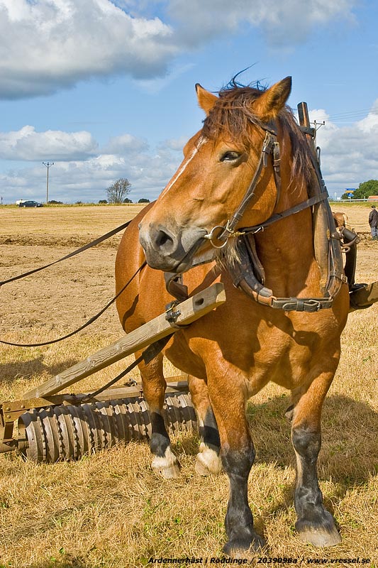 Ardennerh�st i R�ddinge.