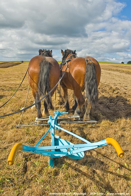 Ardennerh�star med plog.
