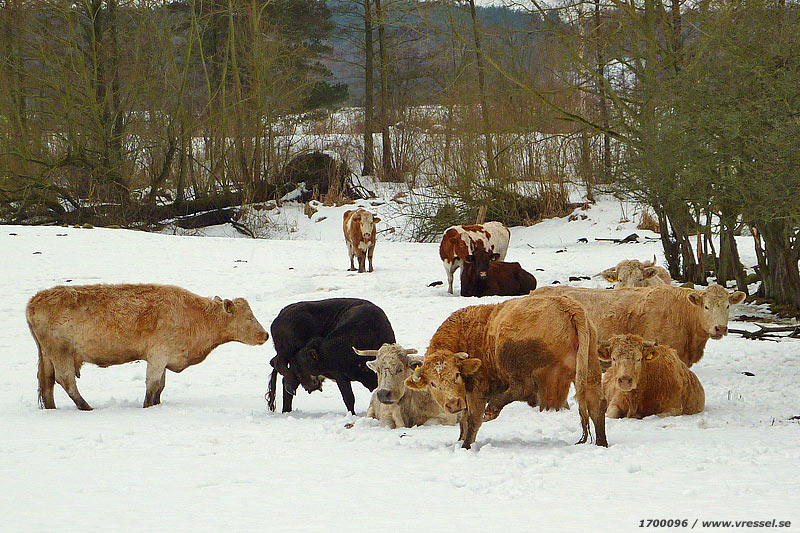 Kor i vinterkyla.