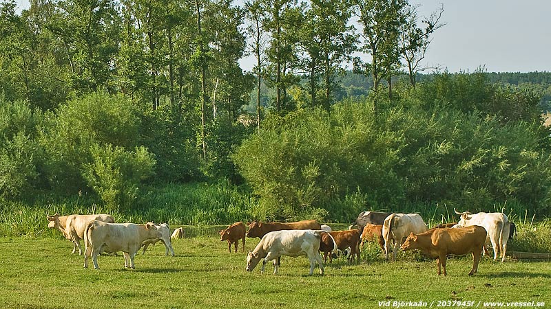 Beteshage vid Bj�rka�n.