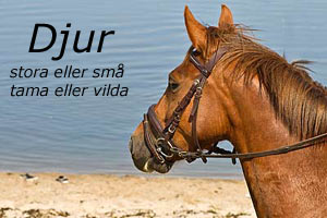 Till bilder på små och stora djur