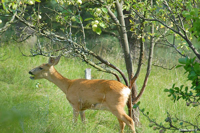 R�djur �ter �pple