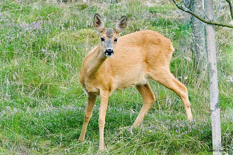 Vad� �pple, jag har inte �tit n�gra.