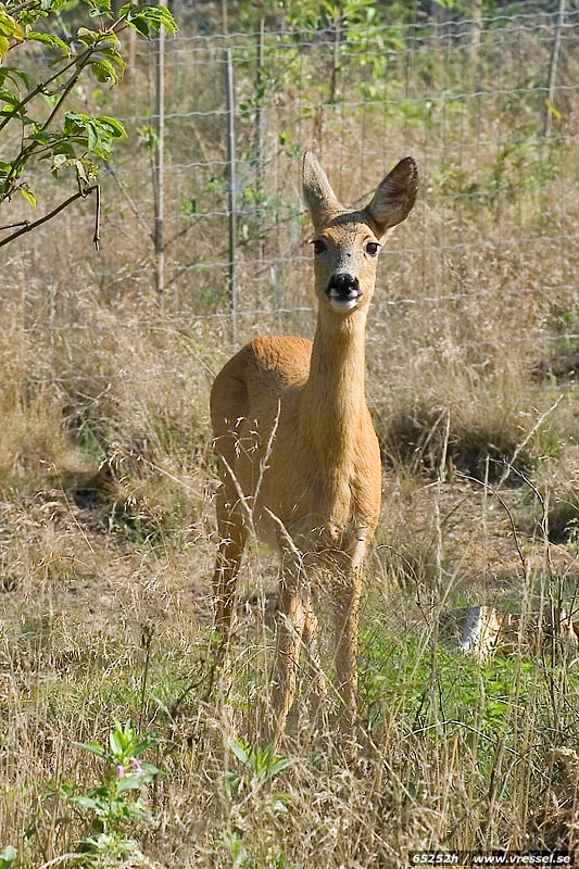 N�rg�nget r�djur