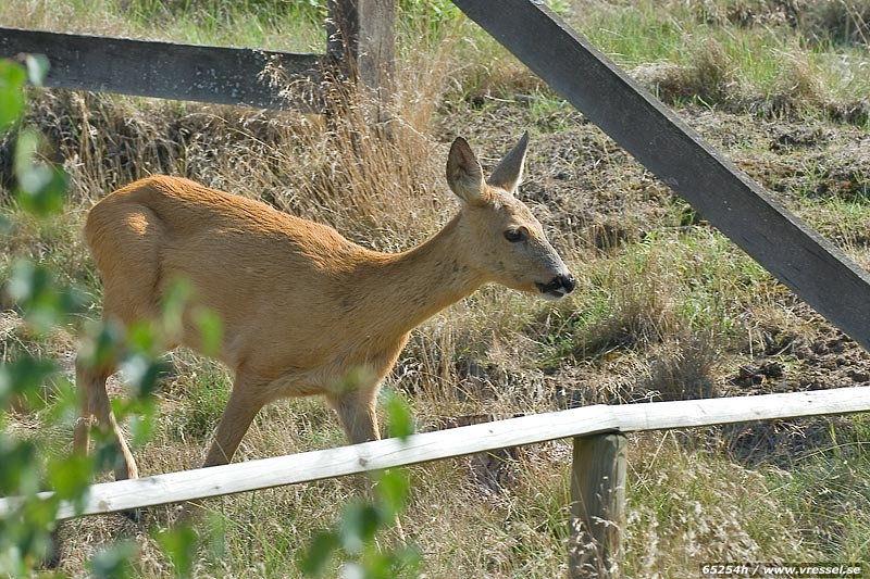 N�rg�nget r�djur.