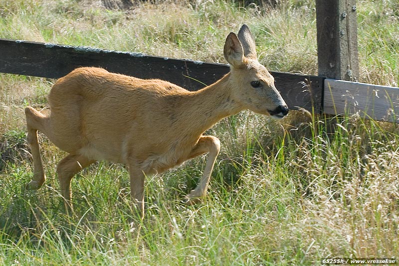 N�rg�nget r�djur.