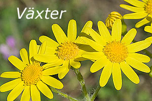Till bilder på blommoroch växter