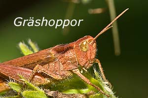 Grshoppor