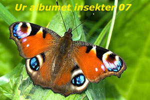Insekter fotograferade 2007