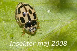 Insekter maj 2008