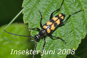 Insekter juni 2008