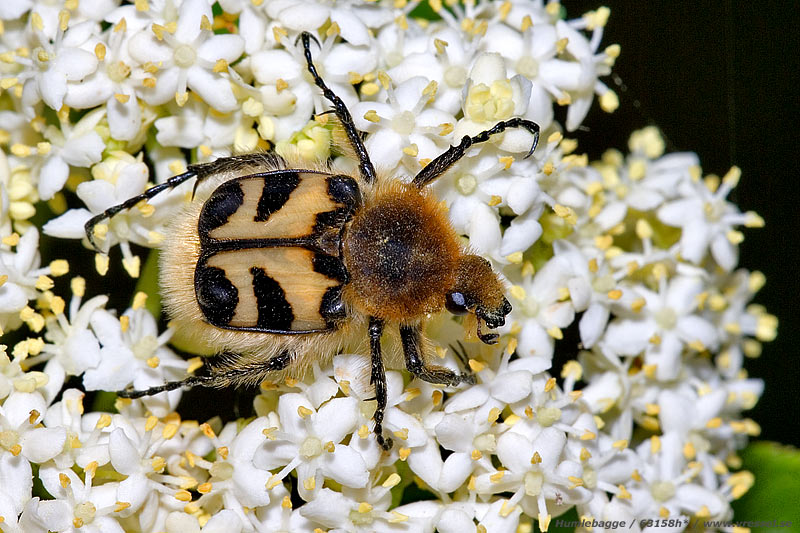 Humlebagge och fläderblommor