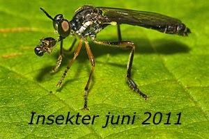 Insekter juni 2011