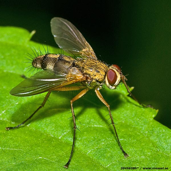 Fluga.
