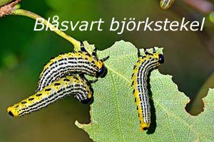 Blsvart bjrkstekel.