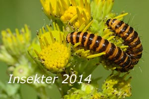 Insekter 2014