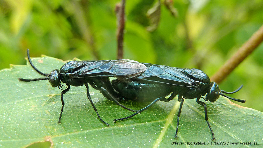 Blåsvart björkstekel (Arge pullata).
