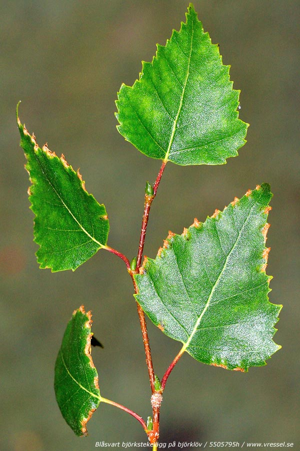 Blåsvart björkstekelägg.