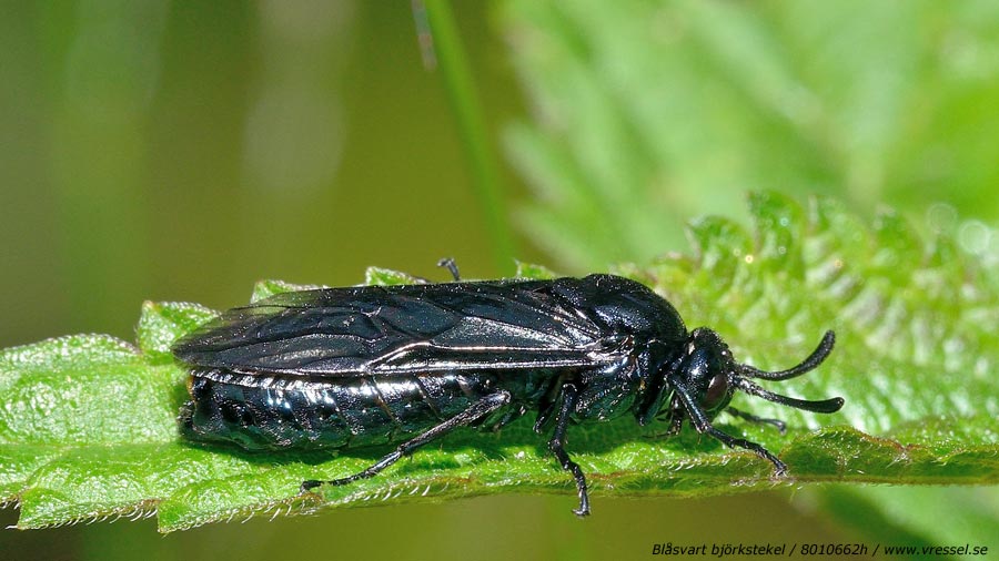 Blåsvart björkstekel (Arge pullata).