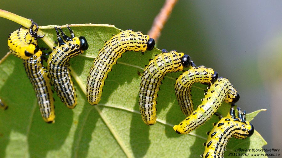 Blåsvart björkstekel (Arge pullata).