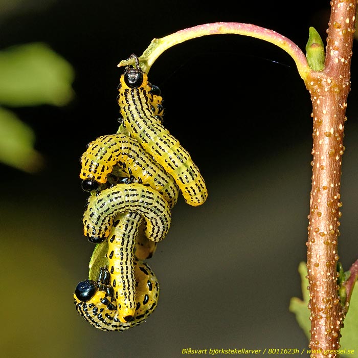 Blåsvart björkstekel (Arge pullata).