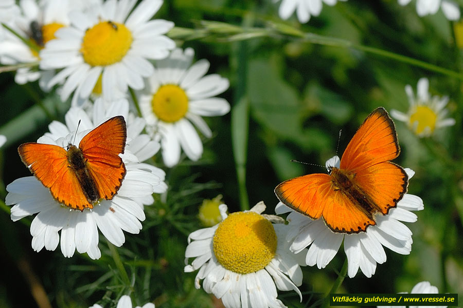 Lycaena virgaureae Vitfläckig guldvinge.