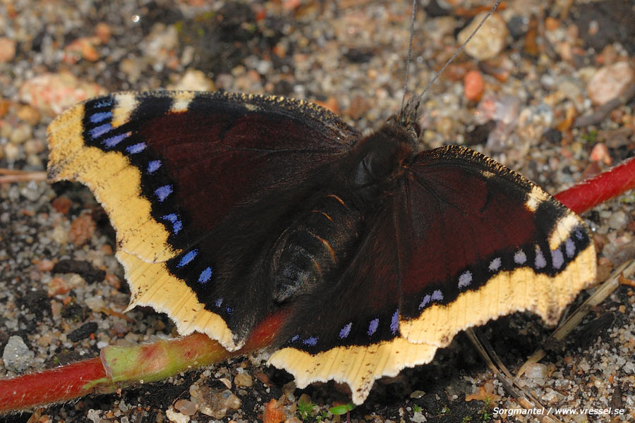 Nymphalis antiopa Sorgmantel.