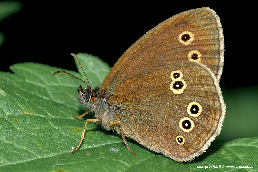 Aphantopus hyperantus Luktgräsfjäril.