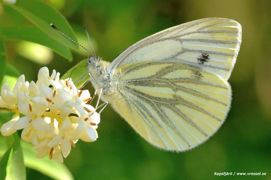 Pieris napi Rapsfjäril.