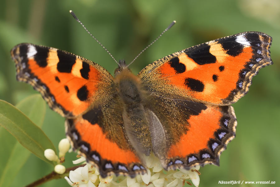 Aglais urticae Nässelfjäril.