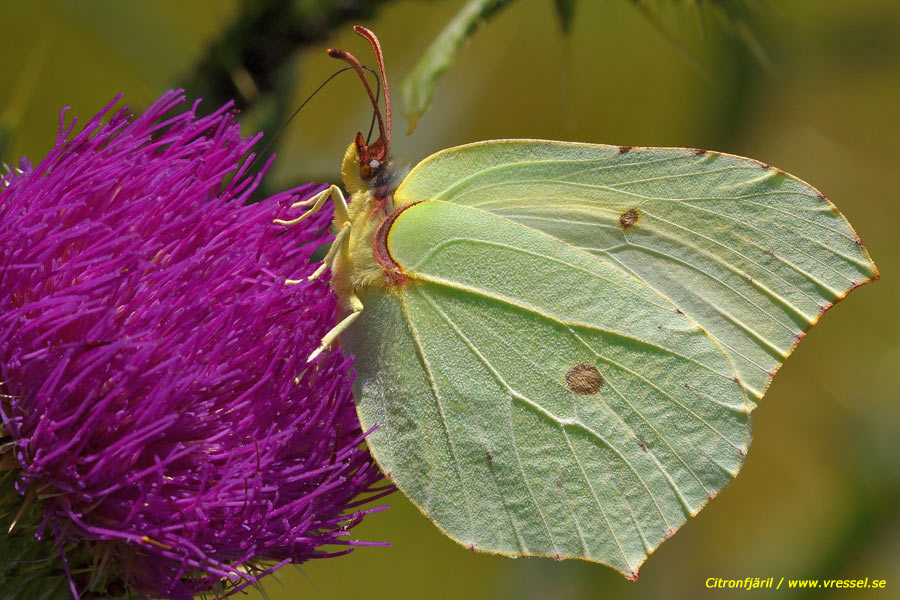 Gonepteryx rhamni Citronfjäril.