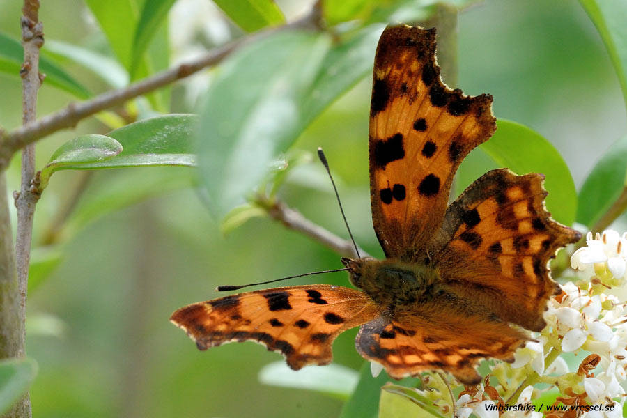 Polygonia c-album Vinbärsfuks.