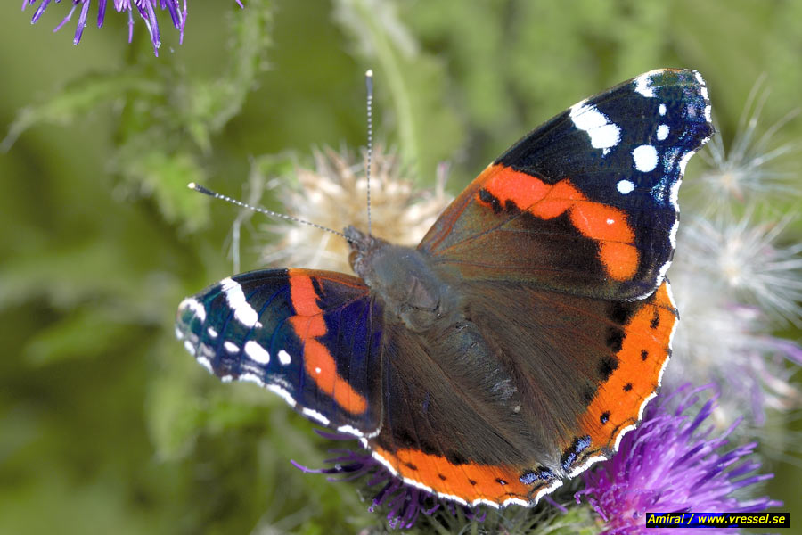 Vanessa atalanta Amiral.