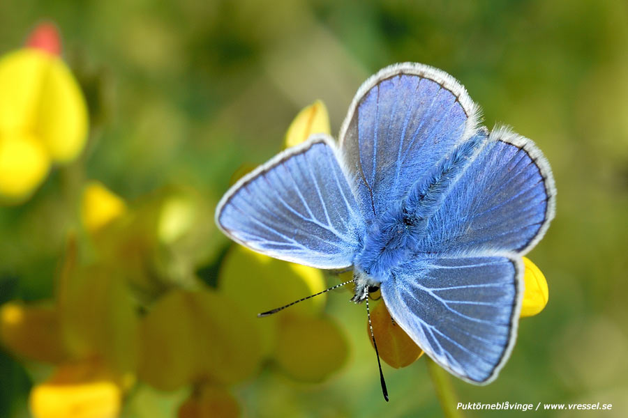 Polyommatus icarus Puktörneblåvinge.