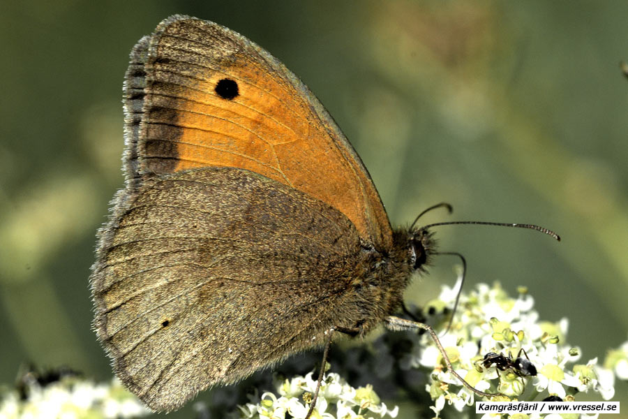 Coenonympha pamphilus Kamgräsfjäril.