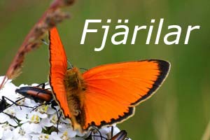 Fjrilar